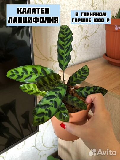 Комнатные цветы