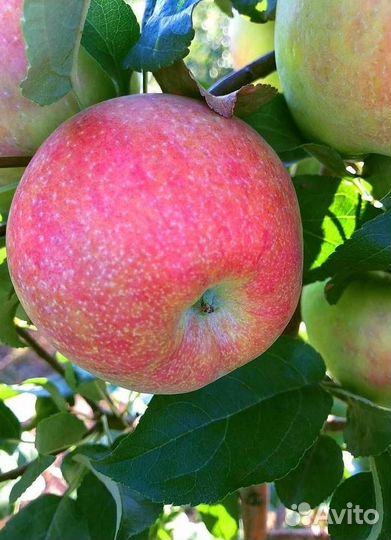 Саженцы яблони Хани-Криспа