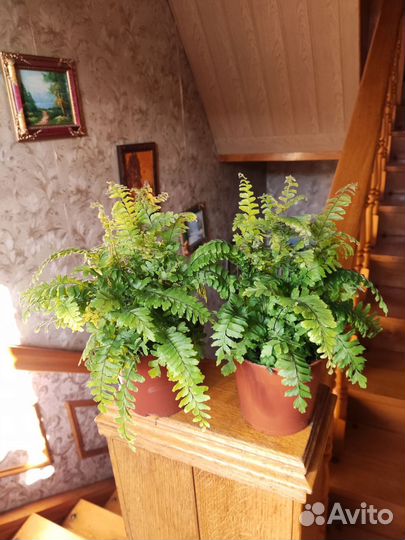 Адиантум венус бронзе