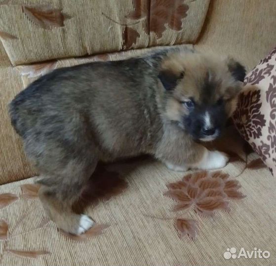 Щенки в добрые руки