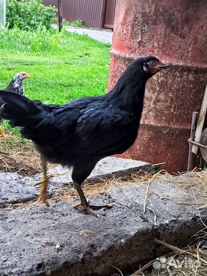 Молодые петушки, породы маран, синь-синь-дянь