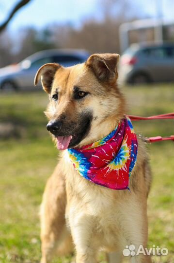 Собака в добрые руки