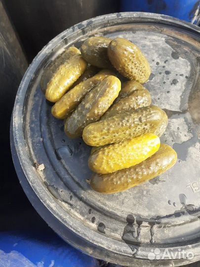 Продукты питания,огурцы