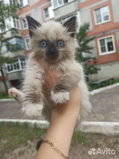 Кошечка в добрые руки