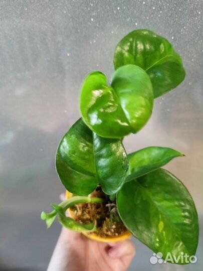 Эпипремнум глобал грин