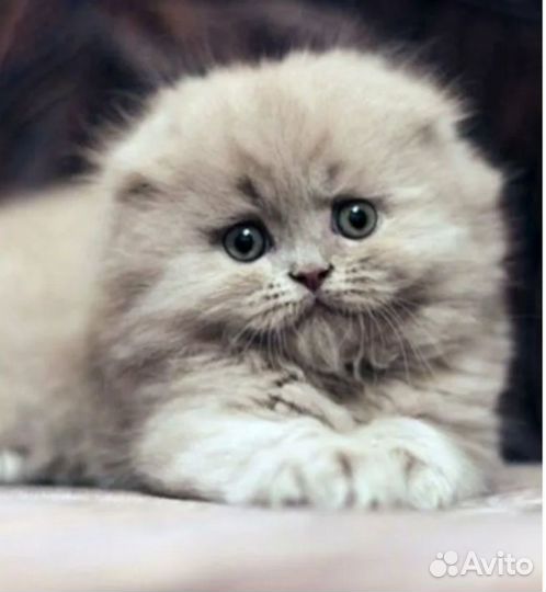 Шотландский котик