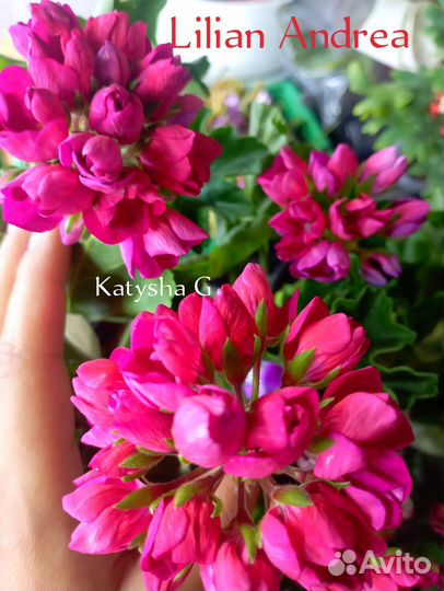 Герань пеларгония