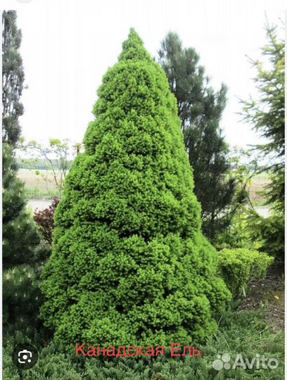 Туя смарагд