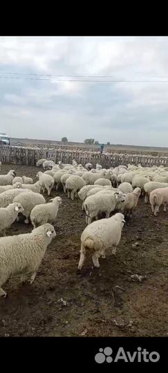 Ягнята баранчики