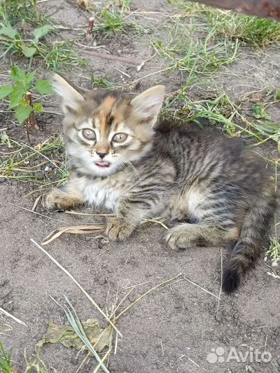 Котята в добрые руки бесплатно девочек