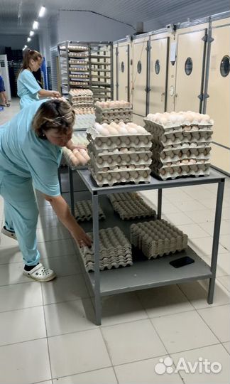 Бройлер суточный Кобб-500, Росс-308 в Армавире