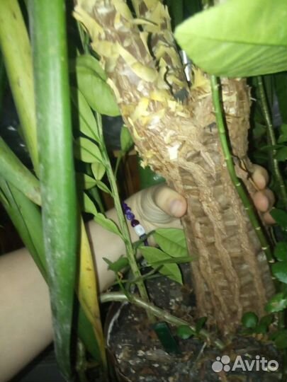 Юкка. Большой цветок ищет нового хозяина