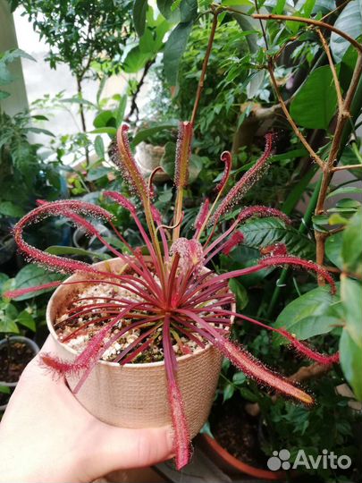 Росянка, саррацения хищные растения