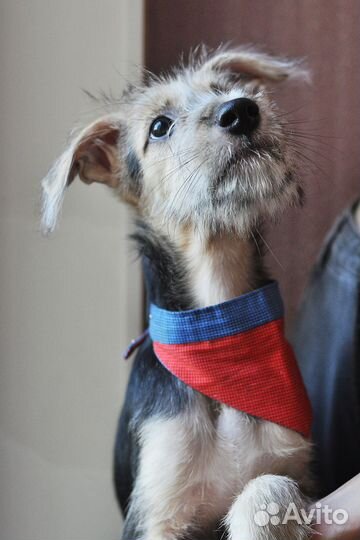 Борода, очаровательный щенок в добрые руки