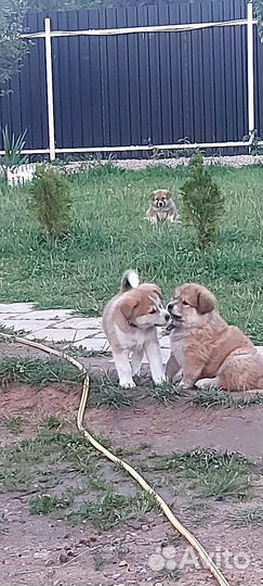 Щенок акиты
