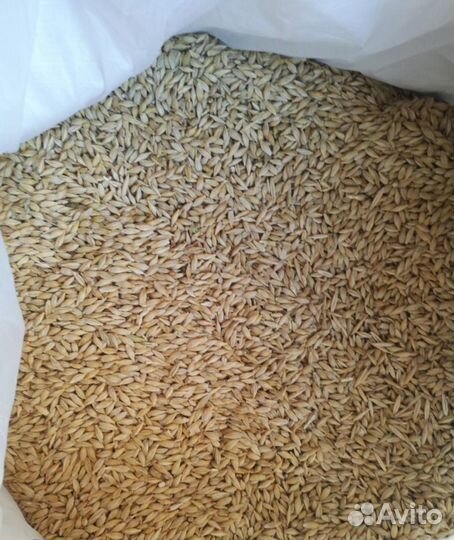 Пшеница ячмень