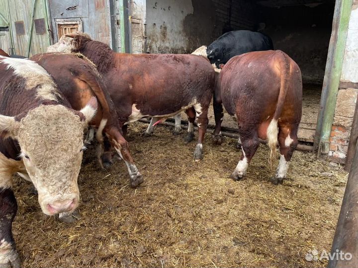 Быки герефорды на мясо 500+ кг