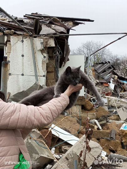 Котенок котята кот кошка в добрые руки