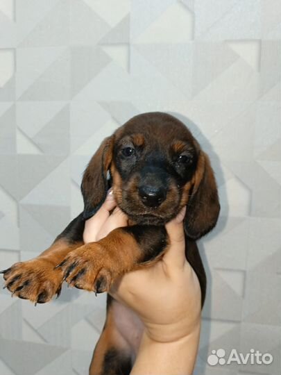 Собаки щенки таксы