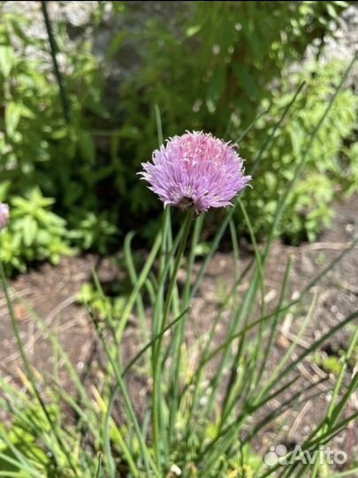 Лук скорода