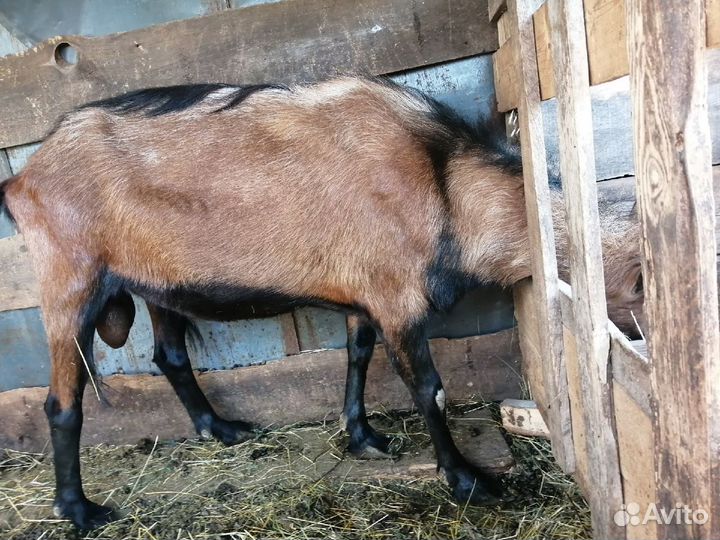 Козел для вязки