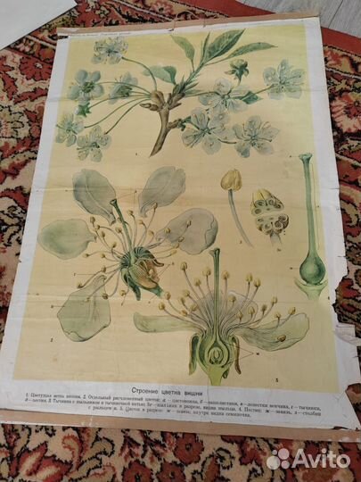 Школьные плакаты СССР