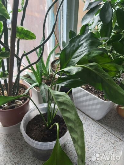 Спатифиллум