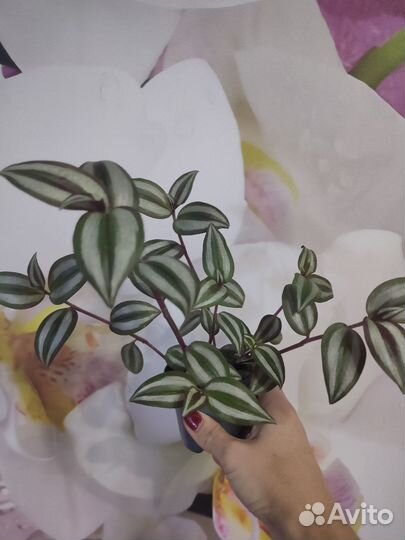 Аглоонема Мария,традесканция зебрина,сциндапсус