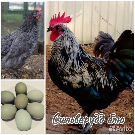 Племенные куры, петухи