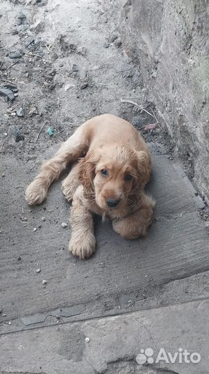 Щенки кокер спаниеля