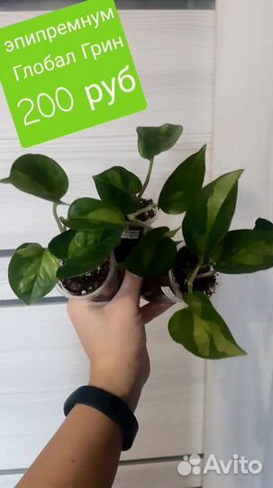 Сциндапсус эпипремнум