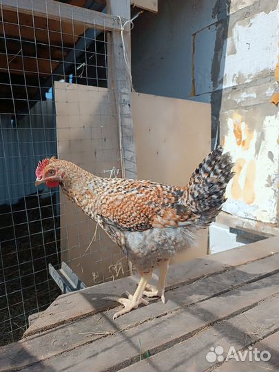 Петух Доминант