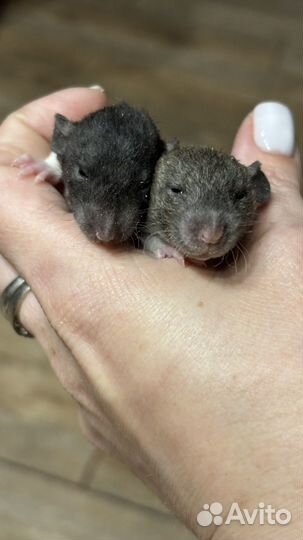 Крысята дамбо рекс