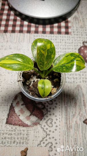 Филодендрон Конго Грин Марбл