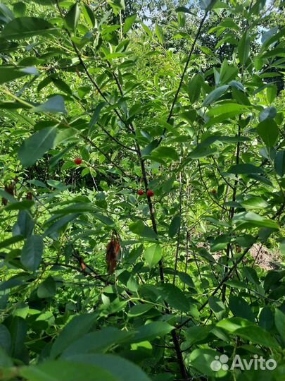 Саженцы малины вишни ежевика