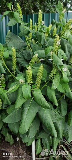 Фитолакка локонос