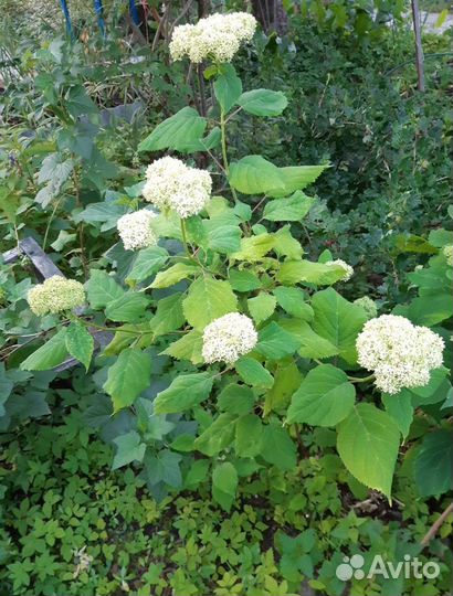 Гортензия, Сирень, Спирея, Малиноклен, пионы