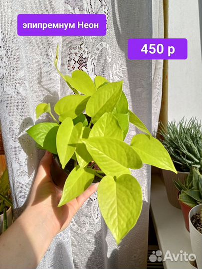 Сциндапсус, эпипремнум