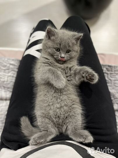Британские котята
