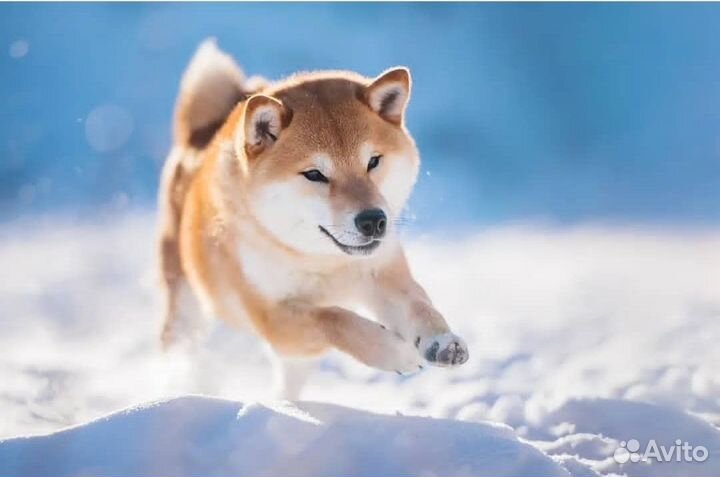 Собака сиба ину