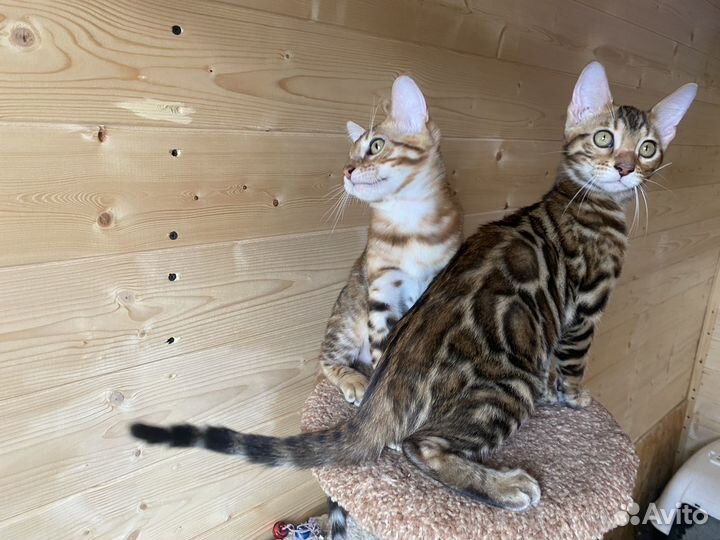 Бенгальские котята с документами