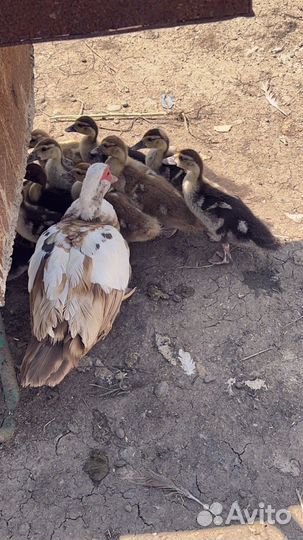 Домашние индоутята