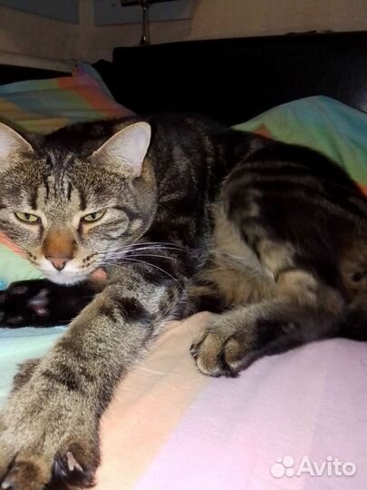 Передержка кошек