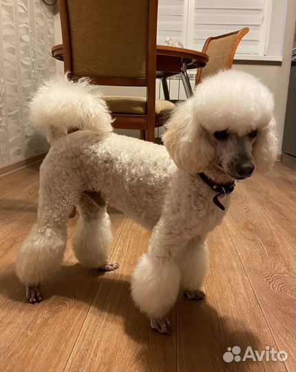 Малый пудель