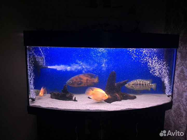 Коряги «мангра«