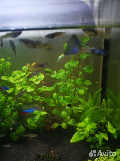 Аквариумные рыбки гуппи