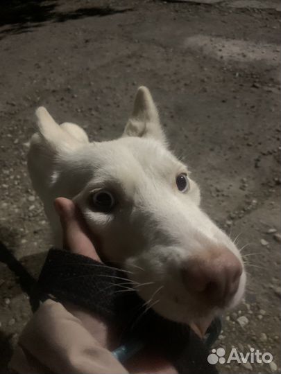 Убежала собака