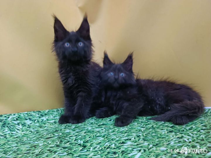 Мейн.кун разные окрасы от чемпионов