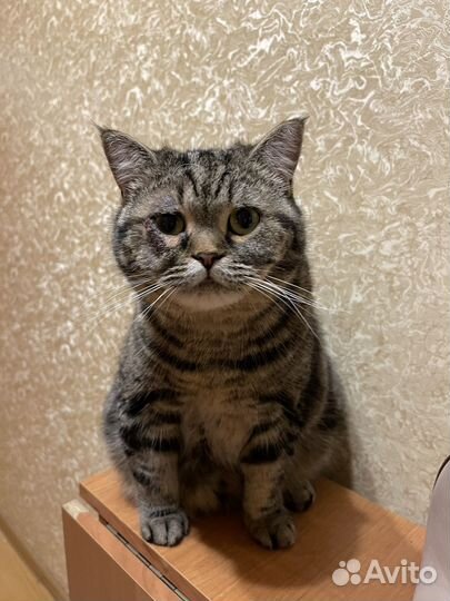 Шотландка Шаня ищет дом