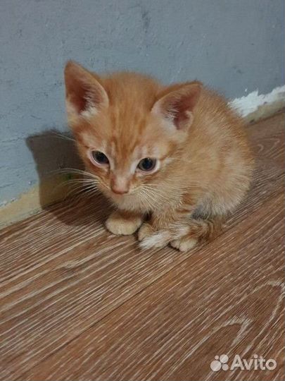 Котёнок бесплатно